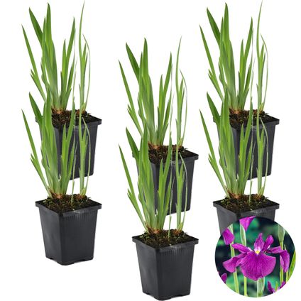 6x Iris 'Kaempferi' – Japanse Iris – Vijverplant –Winterhard – ⌀9 cm - ↕20-30 cm