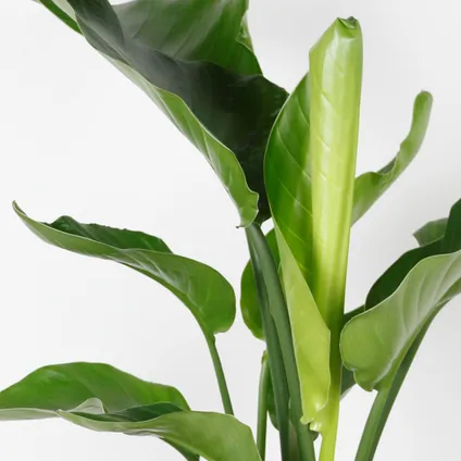Strelitzia 'Nicolai' Incl. Jute Mand - Paradijsvogelplant - luchtzuiverend - ⌀19 cm - ↕80-90 cm 3