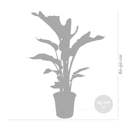 Strelitzia 'Nicolai' Incl. Jute Mand - Paradijsvogelplant - luchtzuiverend - ⌀19 cm - ↕80-90 cm 5