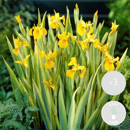 3x Iris 'Pseudacorus' – Iris Jaune – Plante de Bassin – Zone 2-3 – ⌀9cm - ↕20-30cm