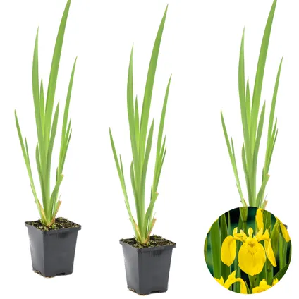 3x Iris 'Pseudacorus' – Iris Jaune – Plante de Bassin – Zone 2-3 – ⌀9cm - ↕20-30cm 2