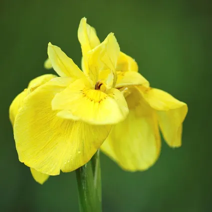 3x Iris 'Pseudacorus' – Iris Jaune – Plante de Bassin – Zone 2-3 – ⌀9cm - ↕20-30cm 3