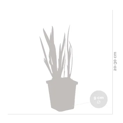 3x Iris 'Pseudacorus' – Iris Jaune – Plante de Bassin – Zone 2-3 – ⌀9cm - ↕20-30cm 4