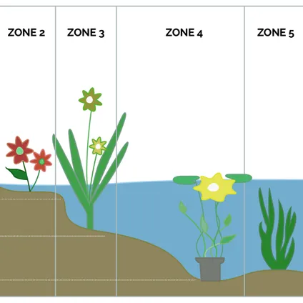 2x Hydrocotyle Variegata – Bonte Waternavel – Onderhoudsvriendelijk – Zone 1t/m5 –⌀11cm-↕15-25 cm 5