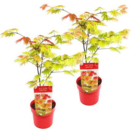 2x Acer shirasawanum 'Moonrise' - Japanse Esdoorn - ⌀19 cm - ↕40-50 cm