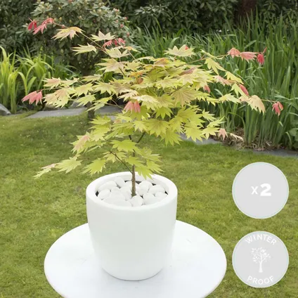2x Acer shirasawanum 'Moonrise' - Japanse Esdoorn - ⌀19 cm - ↕40-50 cm 2