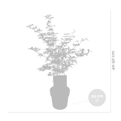 2x Acer shirasawanum 'Moonrise' - Japanse Esdoorn - ⌀19 cm - ↕40-50 cm 3
