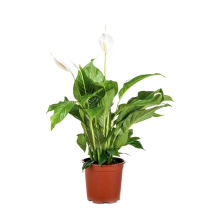 Spathiphyllum 'Bingo Cupido' - Lepelplant - Kamerplant - Luchtzuiverend - ⌀17 cm - ↕65-75 cm