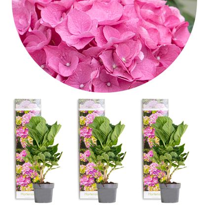 3x Hydrangea 'Early Pink' – Hortensia – ⌀10,5 cm - ↕20-25 cm
