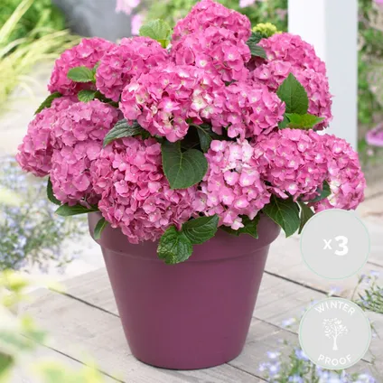 3x Hydrangea 'Early Pink' – Hortensia – ⌀10,5 cm - ↕20-25 cm 2