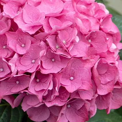 3x Hydrangea 'Early Pink' – Hortensia – ⌀10,5 cm - ↕20-25 cm 4