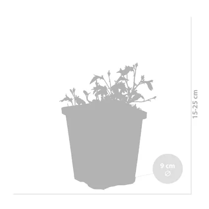 3x Mazus Reptans – Blauwe Mazus – Vijverplant – ⌀09cm - ↕15-25 cm 3