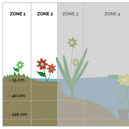3x Mazus Reptans – Blauwe Mazus – Vijverplant – Bodembedekker – Zone 1/2 – ⌀9cm - ↕15-25 cm 5