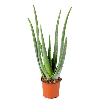 Aloë Vera – Vetplant & succulent - ⌀12 cm - ↕35-40 cm