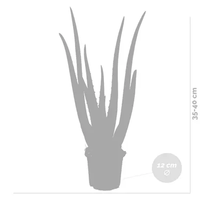Aloë Vera – Vetplant & succulent - ⌀12 cm - ↕35-40 cm 5
