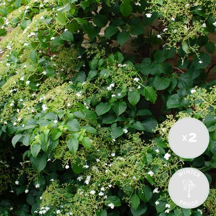 2x Hydrangea Petiolaris – Klimhortensia – ⌀15 cm - ↕60-70 cm