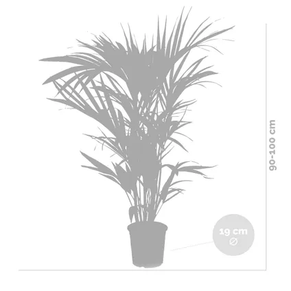 Howea Forsteriana Incl. Jute Mand - Kentiapalm - Luchtzuiverend - ⌀19 cm - ↕90-100 cm 5