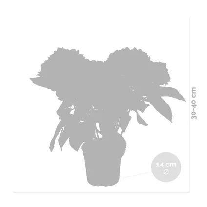 3x Hydrangea macrophylla Mix – Hortensia – Arbuste - Rustique – ⌀14 cm - ↕30-40 cm 3