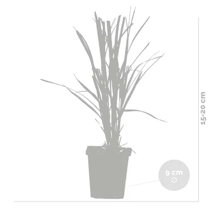 3x Cortaderia selloana 'Rosea' – Pampasgras – Siergrassen – Winterhard – ⌀10,5 cm - ↕20-25 cm 3