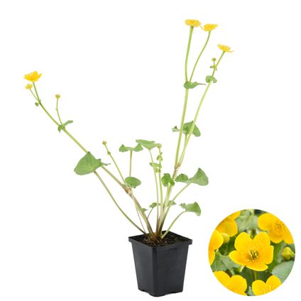 Caltha Palustris – Souci – Plante de bassin – Faible entretien – Zone 1-2 – ⌀09cm - ↕15-25 cm