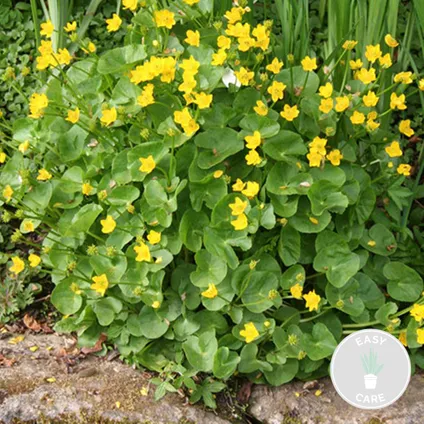 Caltha Palustris – Dotterbloem – Vijverplant – Onderhoudsvriendelijk – Zone 1-2 – ⌀9cm - ↕15-25 cm 2