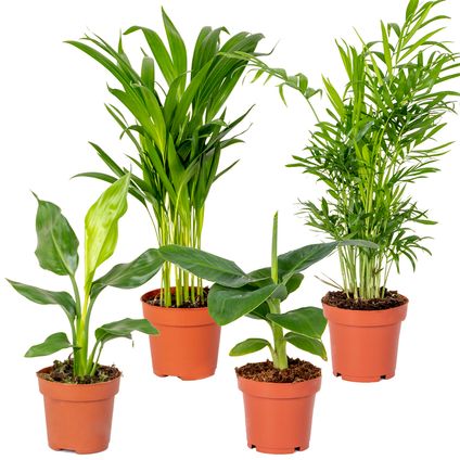 4x Hippe Kamerplanten Mix – Chamaedorea-Dypsis-Musa-Strelitzia – Luchtzuiverend – ⌀12 cm - ↕20-45 cm