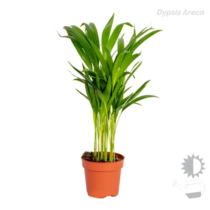 4x Hippe Kamerplanten Mix – Chamaedorea-Dypsis-Musa-Strelitzia – Luchtzuiverend – ⌀12 cm - ↕20-45 cm 4