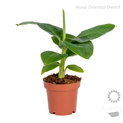 4x Hippe Kamerplanten Mix – Chamaedorea-Dypsis-Musa-Strelitzia – Luchtzuiverend – ⌀12 cm - ↕20-45 cm 5