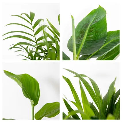 4x Hippe Kamerplanten Mix – Chamaedorea-Dypsis-Musa-Strelitzia – Luchtzuiverend – ⌀12 cm - ↕20-45 cm 7