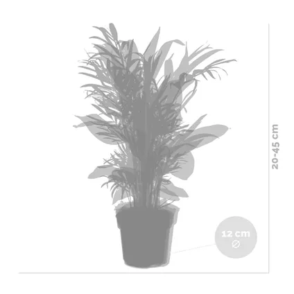 4x Hippe Kamerplanten Mix – Chamaedorea-Dypsis-Musa-Strelitzia – Luchtzuiverend – ⌀12 cm - ↕20-45 cm 9
