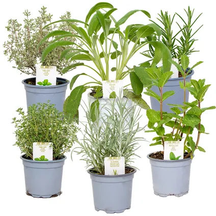 6x Biologische Tuinkruiden Mix - Tuinplanten mix – ⌀9 cm - ↕10-15 cm