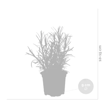 6x Biologische Tuinkruiden Mix - Tuinplanten mix – ⌀9 cm - ↕10-15 cm 3