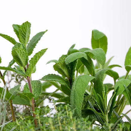 6x Biologische Tuinkruiden Mix - Tuinplanten mix – ⌀9 cm - ↕10-15 cm 5