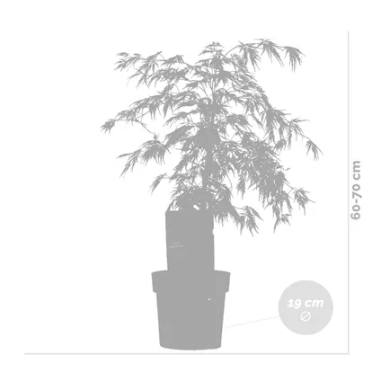 Acer palmatum 'Dissectum'- Japanse Esdoorn - ⌀19 cm - ↕60-70 cm 3