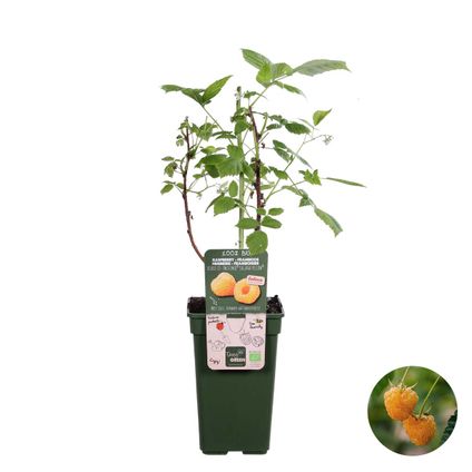 Rubus Suguna Yellow – Framboos – Pot 19 CM - Hoogte 45-55 CM