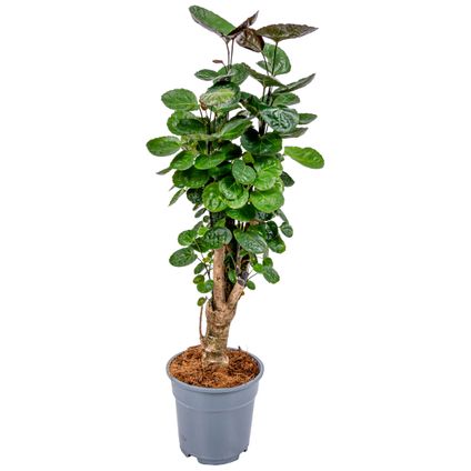 Polyscias 'Fabian' - tropische kamerplant pot 17 cm - hoogte 60 cm