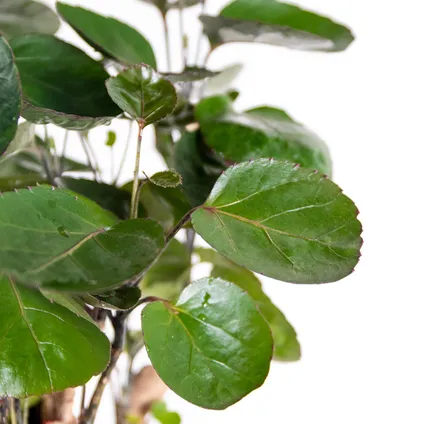 Polyscias 'Fabian' - tropische kamerplant pot 17 cm - hoogte 60 cm 3