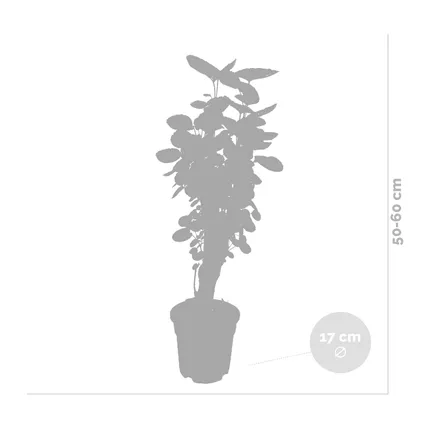 Polyscias 'Fabian' - tropische kamerplant pot 17 cm - hoogte 60 cm 4