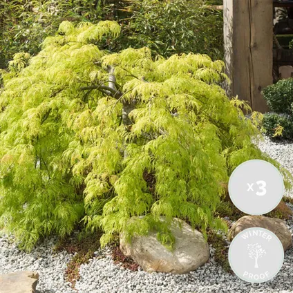 3x Acer palmatum 'Going Green' - Érable du Japon - Arbuste - Rustique – ⌀13 cm - ↕20-25 cm 2