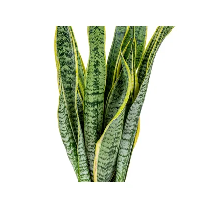 2x Sansevieria 'Laurentii' XL – Vrouwentong – Succulent – Onderhoudsvriendelijk – ⌀17cm – ↕55-65 cm 3