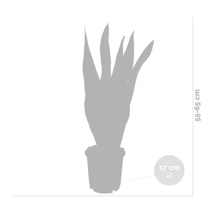 2x Sansevieria 'Laurentii' XL – Vrouwentong – Succulent – Onderhoudsvriendelijk – ⌀17cm – ↕55-65 cm 4