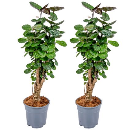 Polyscias 'Fabian 2x - tropische kamerplant pot 12 cm -hoogte 40 cm