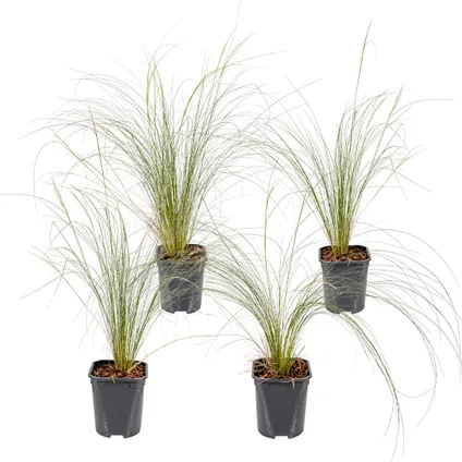 4x Stipa tenuifolia 'Ponytails' - Herbe à plumes - Graminées ornementales - Rustique - ⌀13 cm - ↕20-25 cm 2