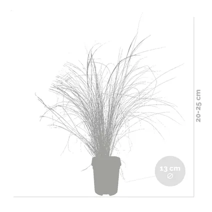 4x Stipa tenuifolia 'Ponytails' - Herbe à plumes - Graminées ornementales - Rustique - ⌀13 cm - ↕20-25 cm 4