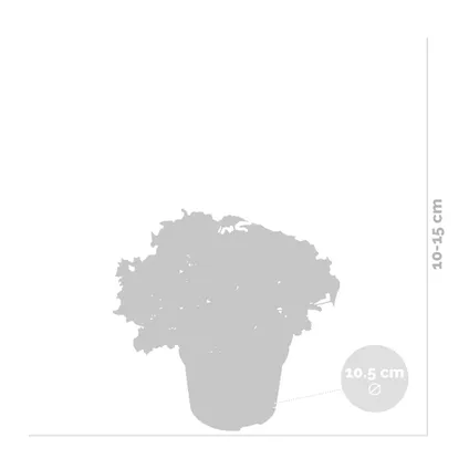 6x Perkgoed mix Verbena – Diverse Verbena’s - ⌀10,5 cm - ↕10-15 cm 4
