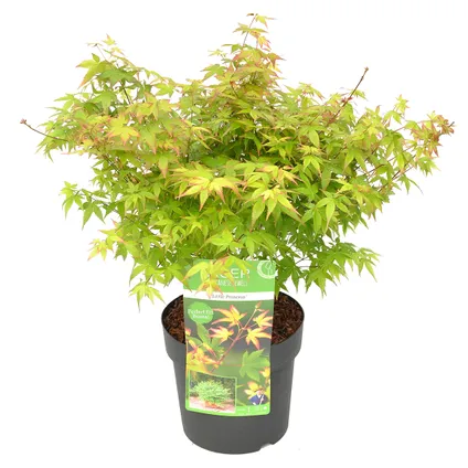 Acer palmatum 'Little Princess' – Japanse Esdoorn – Heester - Winterhard - ⌀19 cm - ↕40-50 cm