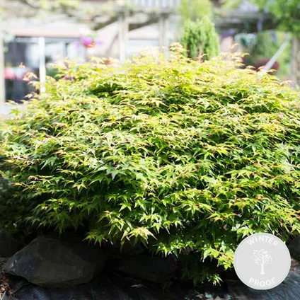 Acer palmatum 'Little Princess' – Japanse Esdoorn – Heester - Winterhard - ⌀19 cm - ↕40-50 cm 2