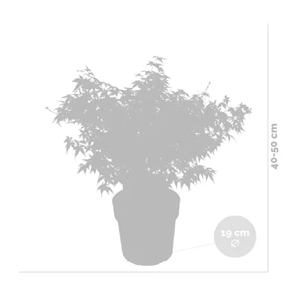 Acer palmatum 'Little Princess' – Japanse Esdoorn – Heester - Winterhard - ⌀19 cm - ↕40-50 cm 3