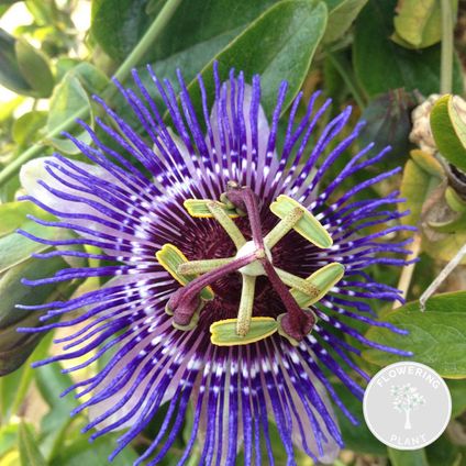 Passiflora 'Purple Haze' – Passiebloem – ⌀15 cm - ↕60-70 cm
