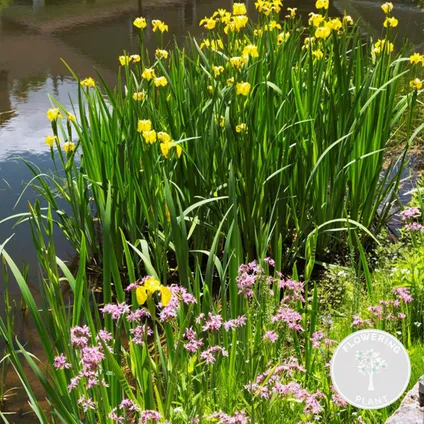 6x Mélange de plantes fleuries pour bassin - Zone 2 & 3 - Entretien facile - ⌀9 cm - ↕05-20 cm 2